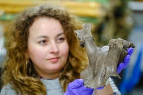 Ela Bochenek, documentation assistant at Scarborough Museums Trust, with the Star Carr antler headdress
