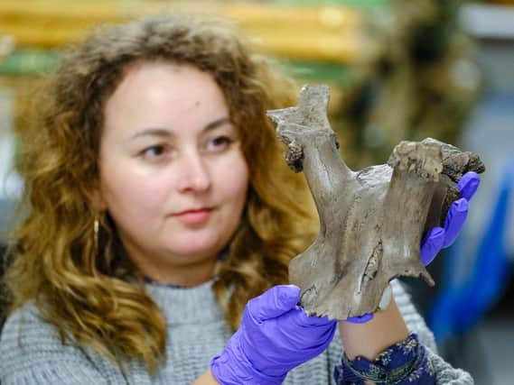 Ela Bochenek, documentation assistant at Scarborough Museums Trust, with the Star Carr antler headdress