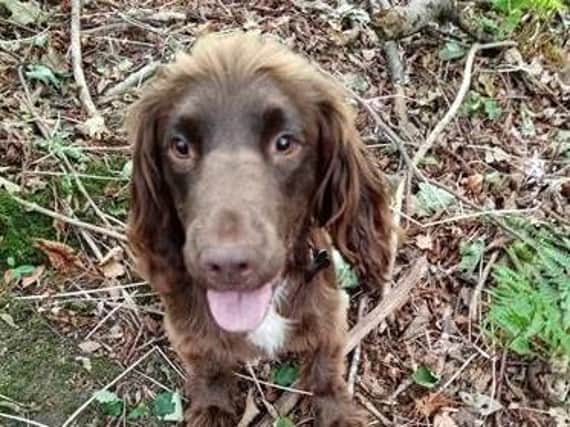 Have you seen this dog? (Photo: WYP)