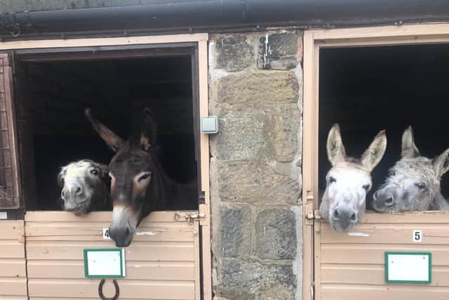 Hope Pastures Rescue Sanctuary in Weetwood rescues, rehabilitates and re-homes horses, ponies and donkeys from across the UK.