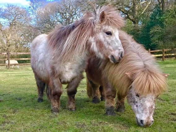 Hope Pastures Rescue Sanctuary in Weetwood rescues, rehabilitates and re-homes horses, ponies and donkeys from across the UK.