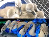 Yorkshire Swan Hospital