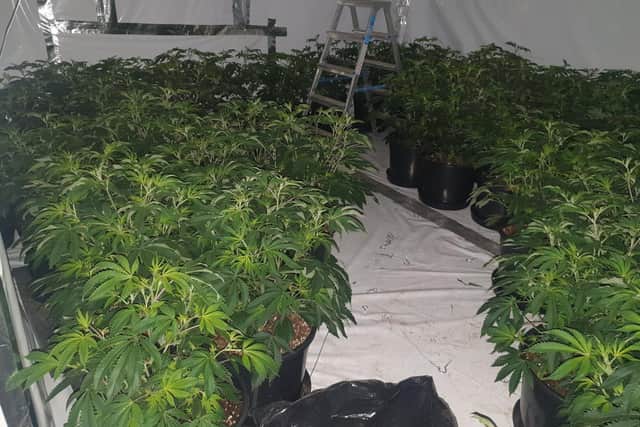 Is this your cannabis farm?
