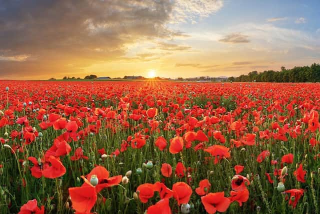And the words of poet Laurence Binyon will be more poignant than ever to those whose lives have been lost this year in a different battle. Picture: Shutterstock