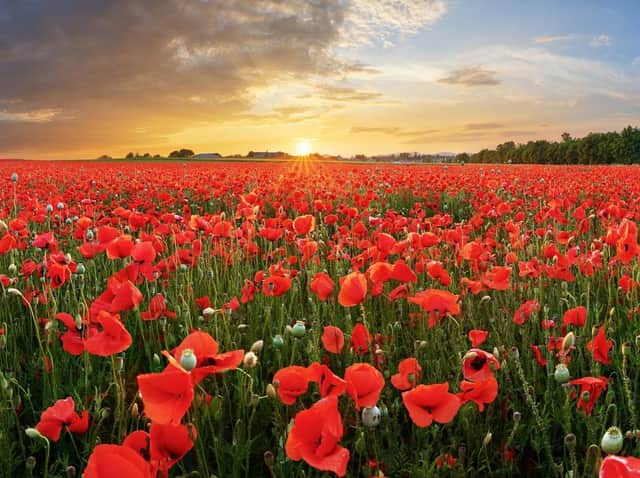 And the words of poet Laurence Binyon will be more poignant than ever to those whose lives have been lost this year in a different battle. Picture: Shutterstock