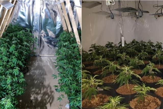 Cannabis farms found in Torre Crescent and Meadowfield Gardens. Photos provided by West Yorkshire Police Leeds East officers.