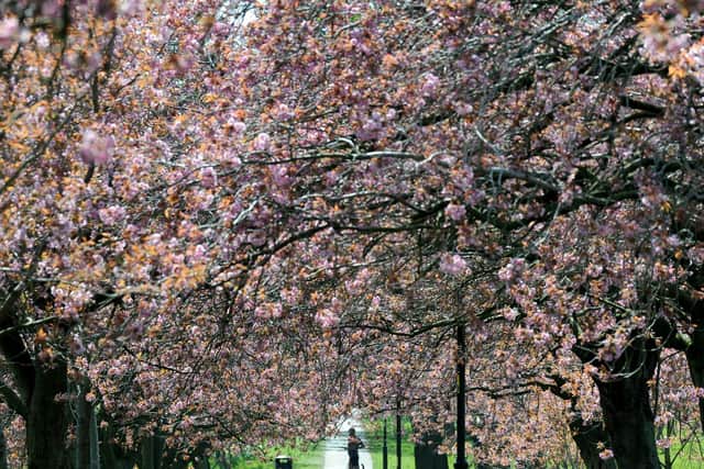 Cherry blossom on the Stray in Harrogate. Picture: Gerard Binks Photography.