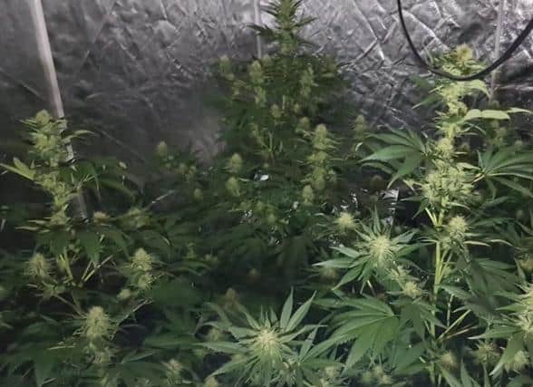 Five people have been arrested after more than 700 cannabis plants were discovered in Upton (Image: WYP)