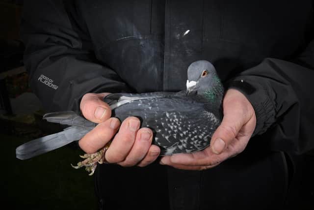 Mark Oliver and father Graham have been breeding racing pigeons for years. Picture Simon Hulme.
