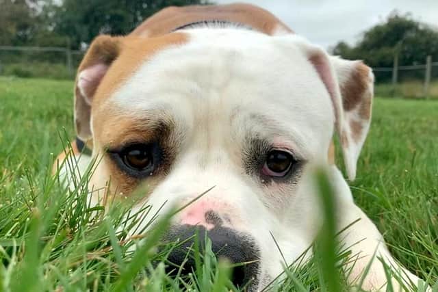 The American bulldog fondly named Hector was found tied to the gates of an RSPCA centre with cigarette burns on his body on August 1. 
SWNS