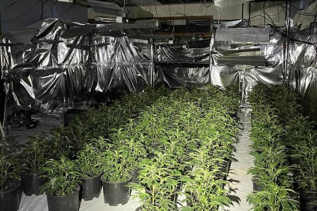 More than 500 cannabis were found during a police raid in Beeston. Photo: West Yorkshire Police.
