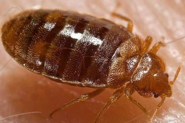 A Leeds pest controller has warned people about dormant bed bugs that may reappear during Christmas.