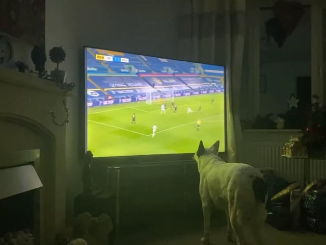 A Leeds United supporting dog has gone viral after his owner captured the hilarious moment he celebrated a goal.
cc Paul Lacey