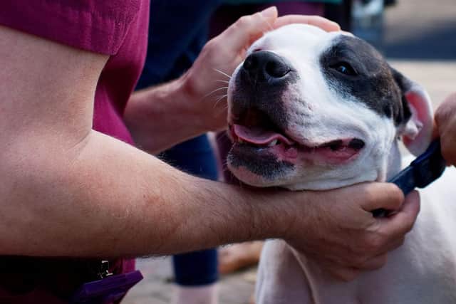 Street Paws provides vital veterinary care and food parcels to the dogs of rough sleepers