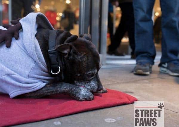 There are now an estimated 50,000 homeless dogs living rough with their owners in the UK