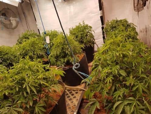 A cannabis farm found in Middleton (photo: West Yorkshire Police).