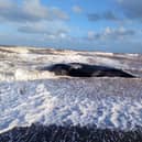 The tragic sight of beached whales on an East Yorkshire beach Picture: John Horseman