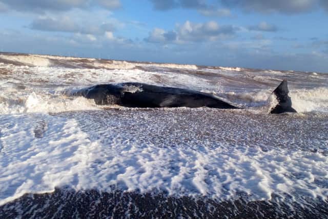 The tragic sight of beached whales on an East Yorkshire beach Picture: John Horseman