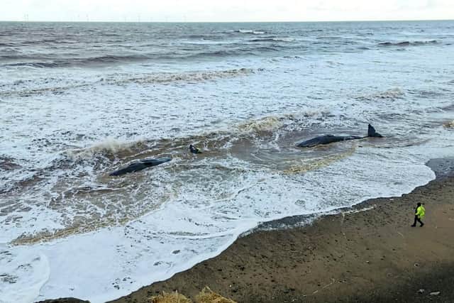 The whales were spotted on the morning of Christmas Eve Picture: SWNS