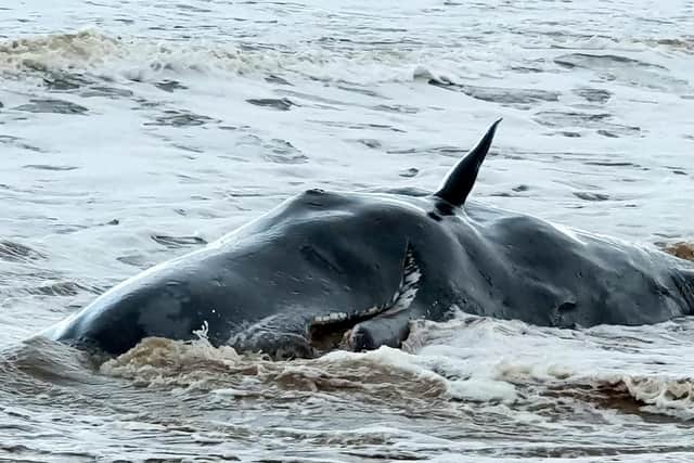They were thought to be sperm whales Picture: SWNS