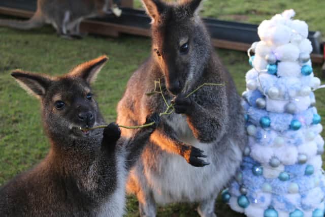The rangers at the park, who work every day over the Xmas period including Christmas Day, were spotted giving out delicious treats and toys for the animals earlier this week.