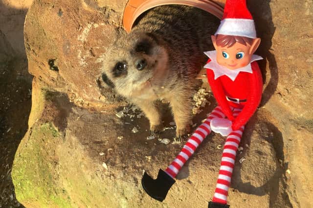 The rangers at the park, who work every day over the Xmas period including Christmas Day, were spotted giving out delicious treats and toys for the animals earlier this week.
