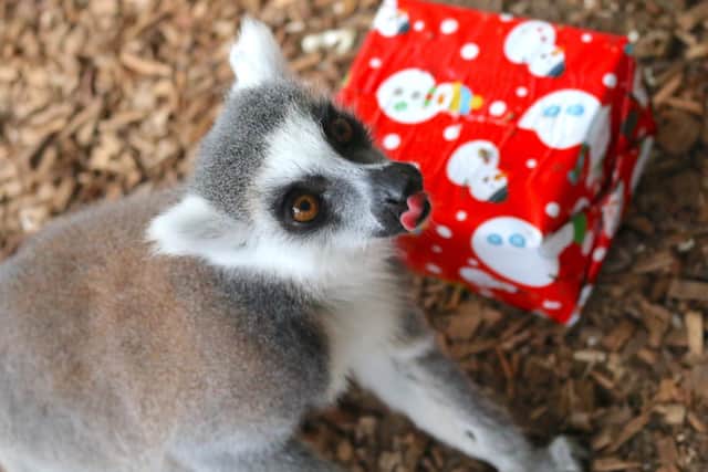 The rangers at the park, who work every day over the Xmas period including Christmas Day, were spotted giving out delicious treats and toys for the animals earlier this week.