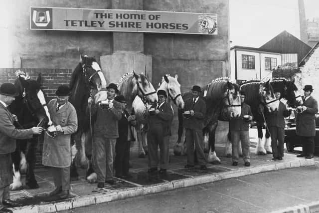 The Tetley team of Shire horses enjoy a taste of their favourite tipple in February 1980. PIC: Jack Hickes