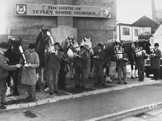 The Tetley team of Shire horses enjoy a taste of their favourite tipple in February 1980. PIC: Jack Hickes