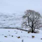 Snow covered trees at Newby Head, North Yorkshire
