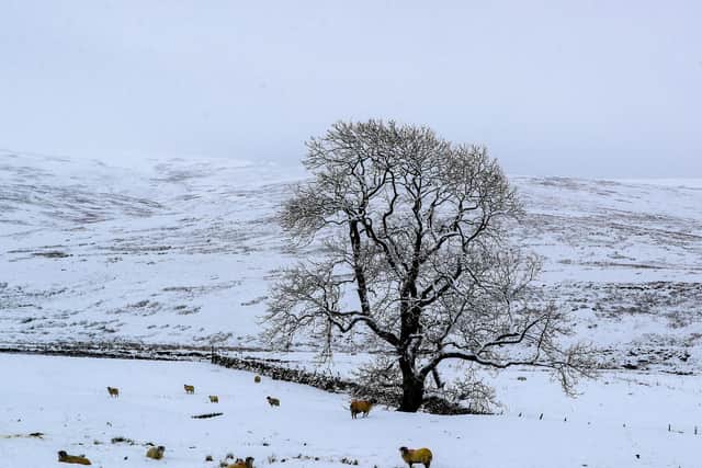Snow covered trees at Newby Head, North Yorkshire