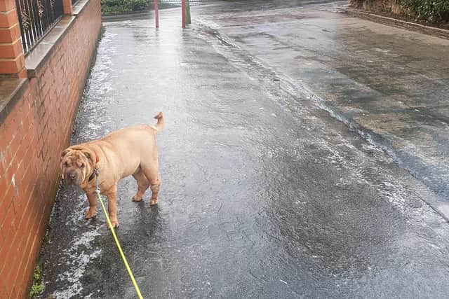 Paul Nuttall's dog tackles the ice in Chapel Allerton (photo: Paul Nuttall).