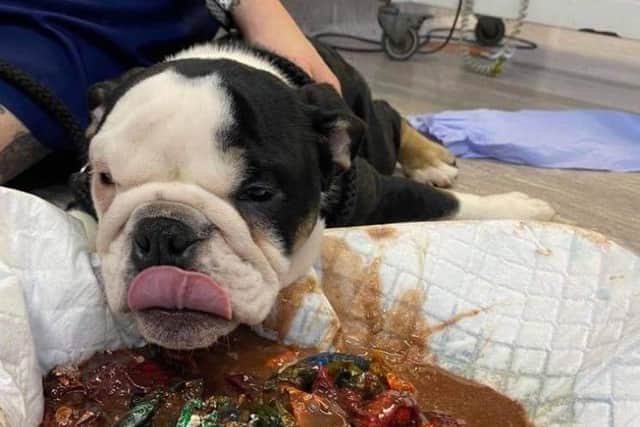 English Bulldog Olive was rushed to Yorkshire Vets on Thursday after getting hold of a box of Quality Streets
