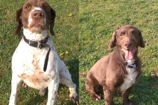 PC Hibbert, from West Yorkshire Police, has written a special tribute following the death of his retired police dogs Fudge and Toby.