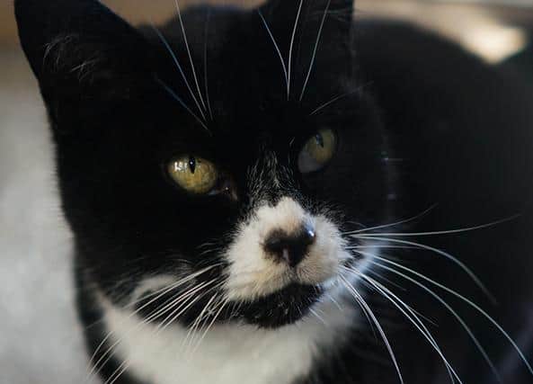 Millie the cat at Thwaite Watermill. PIC: Leeds City Council