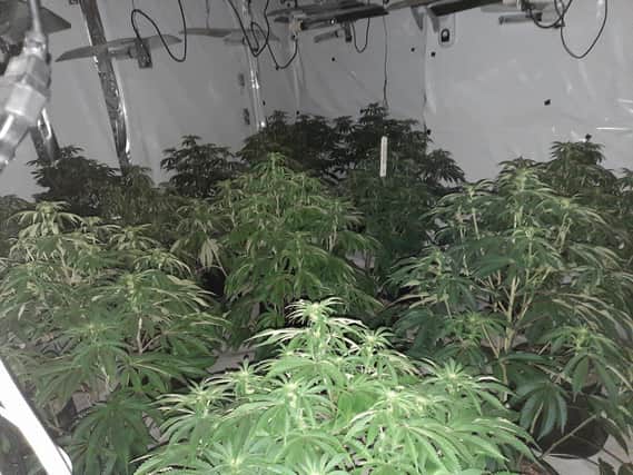 Cannabis grow, Chapel Allerton (photo: West Yorkshire Police)