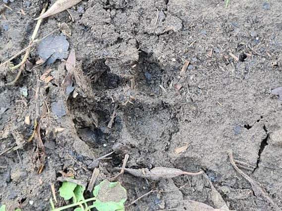 Beast-like footprints found in secluded Leeds wooded area