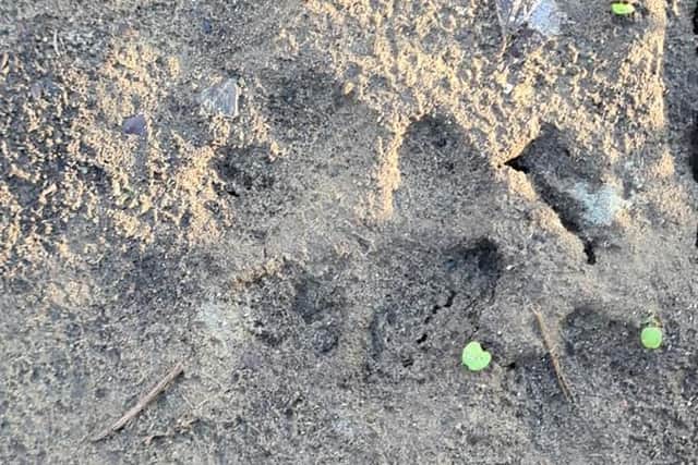 Beast-like footprints found in secluded Leeds wooded area