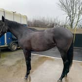 The racehorse owned by Luke Gale, Danny McGuire, Ben Jones-Bishop and Craig Harrison,  which they hope to name The Pearl.