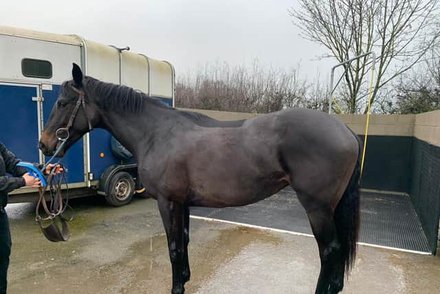 The racehorse owned by Luke Gale, Danny McGuire, Ben Jones-Bishop and Craig Harrison, which they hope to name The Pearl.