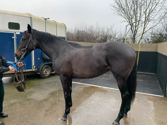 The racehorse owned by Luke Gale, Danny McGuire, Ben Jones-Bishop and Craig Harrison,  which they hope to name The Pearl.