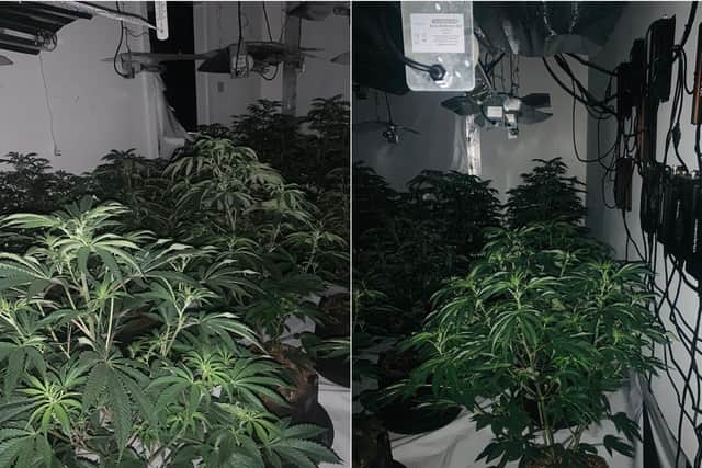 75 cannabis plants were seized in Beeston (Photo: WYP)