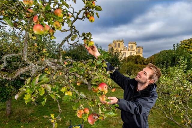Apple collecting in the orchard of Hardwick Hall.