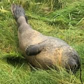 A seal has been photographed on the riverbank near Tadcaster Bridge today - after reportedly swimming more than 50 miles from Hull.