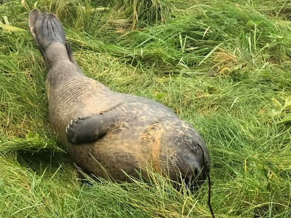 A seal has been photographed on the riverbank near Tadcaster Bridge today - after reportedly swimming more than 50 miles from Hull.