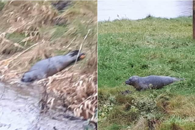 A seal has been photographed on the riverbank near Tadcaster Bridge today - after reportedly swimming more than 50 miles from Hull.
Elaine Brooks cc