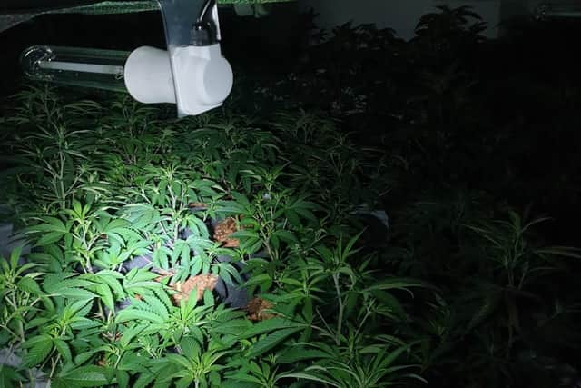 Police found around 200 plants.