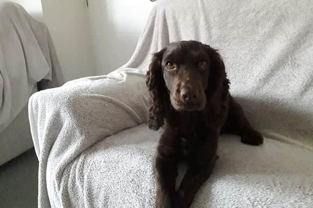 Flora was found dumped in Emley.