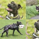 Leo, a Staffordshire Cross (photo: Dogs Trust Leeds)