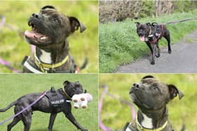 Leo, a Staffordshire Cross (photo: Dogs Trust Leeds)